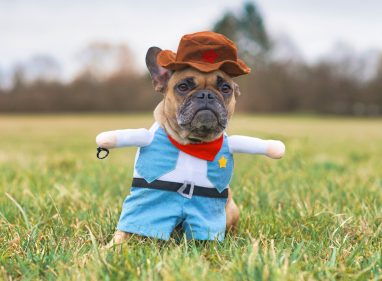 French Bulldog dog wearing a funny Carnival or Halloween cowboy costume with hat and fake arms, standing outdoors on grass